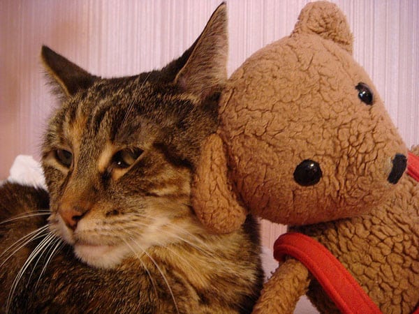 7 Cats Snuggling with Teddy Bears â Aww! - Catster