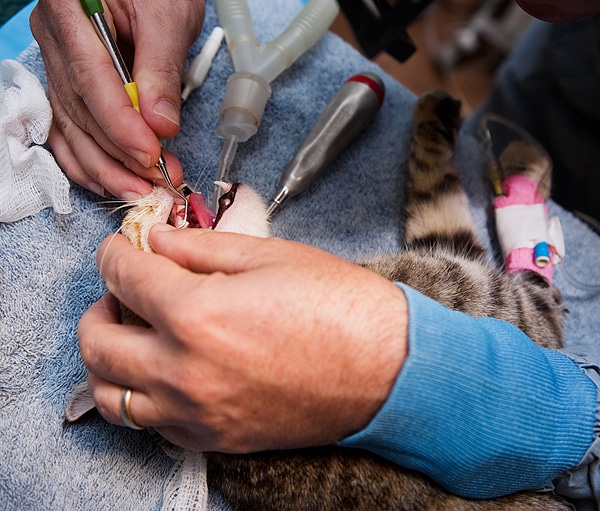 Ask a Vet Why Are Cats Anesthetized for Routine Dental Work? Catster