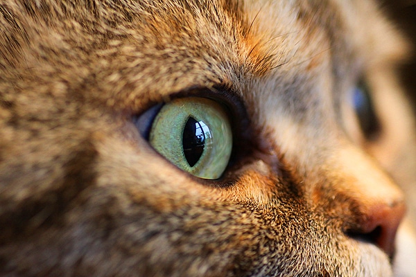 Ask a Vet: How Do Cats' Third Eyelids Work? - Catster