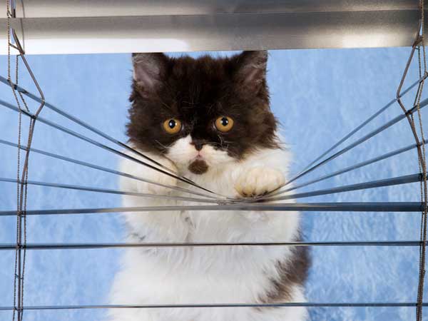 11 tips for cat