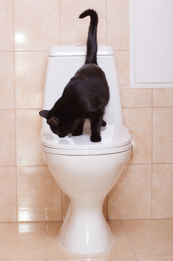 Why Your Cat Is Obsessed With You on the Toilet Catster