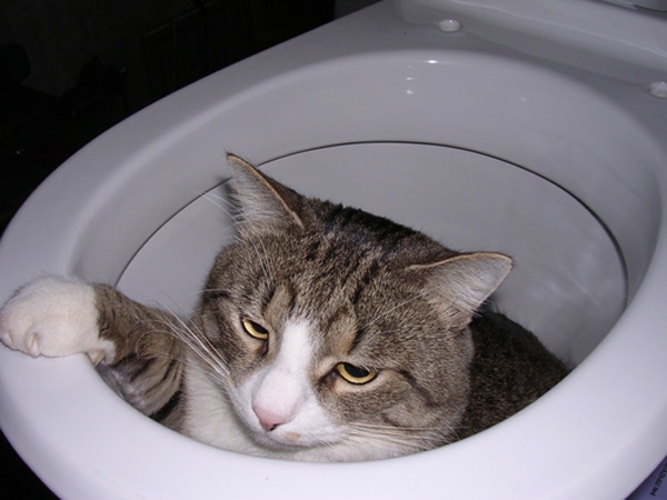 Why Your Cat Is Obsessed With You on the Toilet Catster