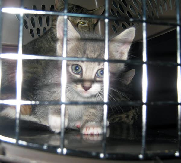 So You Want to Transport a Cat? Here's How in Four Easy Steps Catster