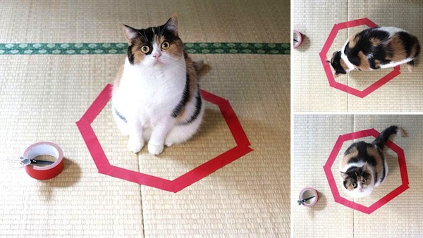 Hey, A MaskingTape Circle Won’t Trap a Cat