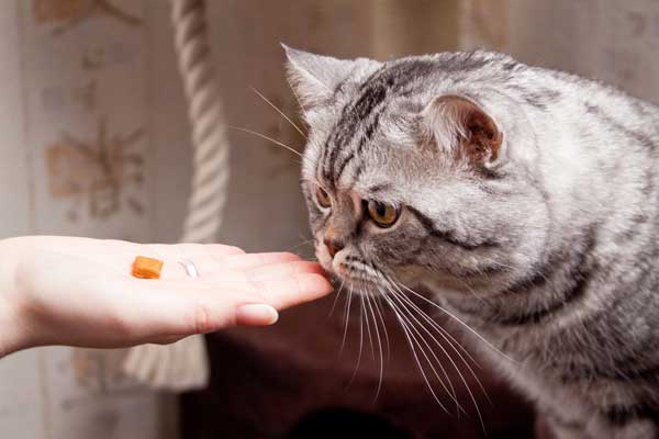 A cat with a treat. 