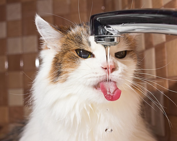Drinking Water Sources for Cats, Ranked from Best to Absolute Worst