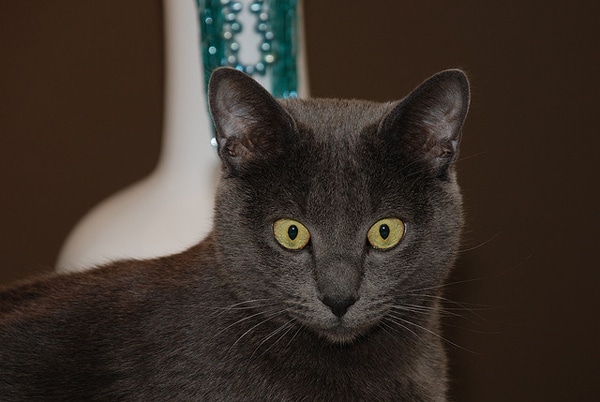 Can Cats Read Facial Expressions Can Cats Read Facial Expressions