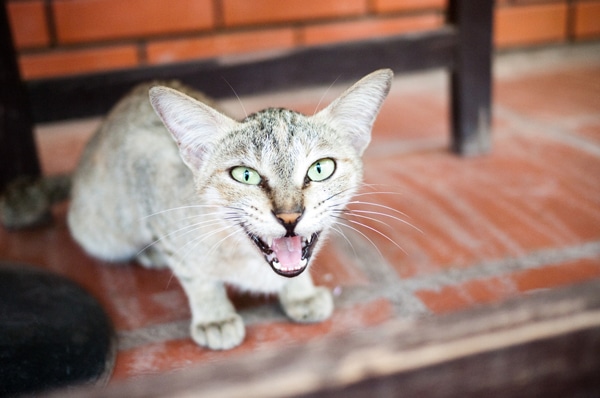 Cat Panting Why Do Cats Pant And What To Do About Cats Panting Catster