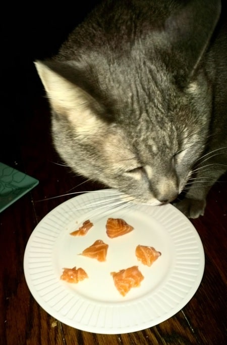 I'm Mostly Vegetarian — But I Feed My Cats Raw Meat - Catster