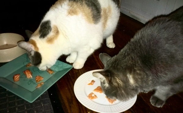 I’m Mostly Vegetarian — But I Feed My Cats Raw Meat - Catster