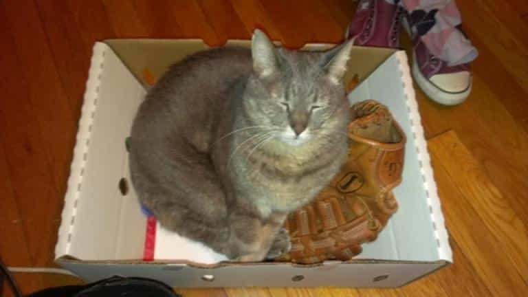 cats-are-aliens-bubba-in-box.jpg