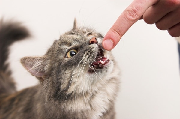 5 Ways to Get Your Cat to Stop Biting You Catster