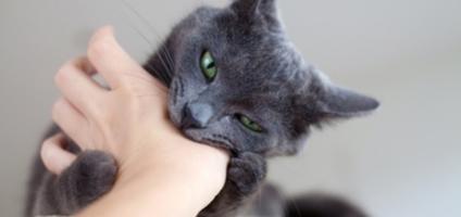5 Ways To Get Your Cat To Stop Biting You Catster