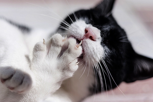 A black and white cat with their claws out.