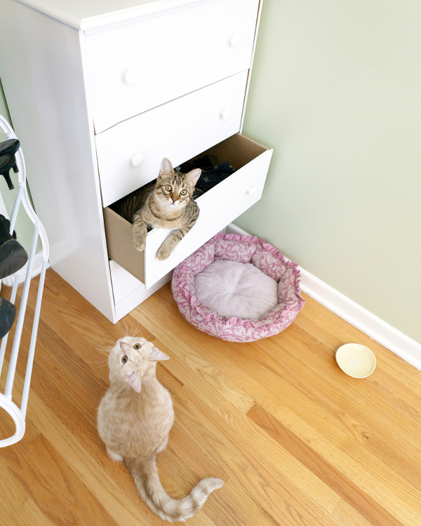 Can We Talk About About Our Least Proudest Moments as Cat Parents