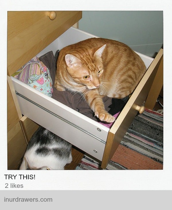 If Cats Used Pinterest, the World Would Be a Stranger Place Catster