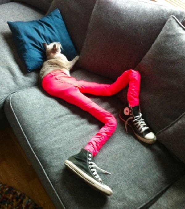 10 Pictures of Cats Wearing Tights — It’s a Real Trend Catster