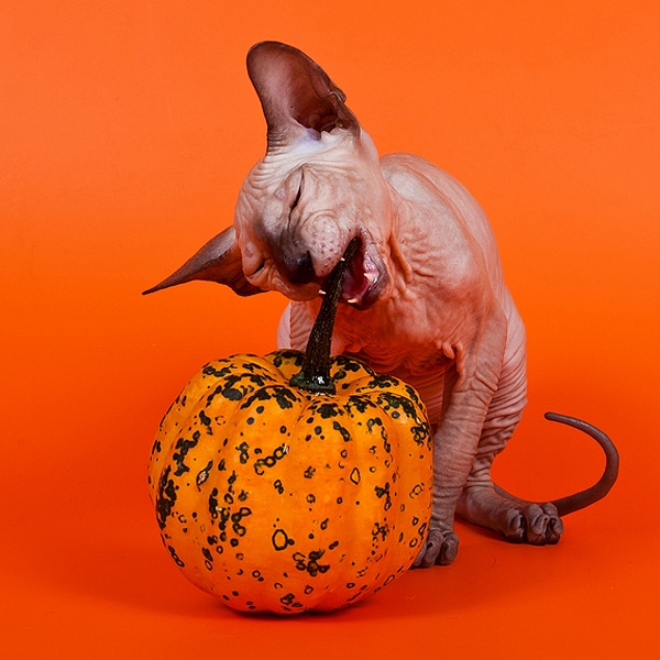 36 Best Pictures Can Cats Eat Pumpkin Guts : 13 Beneficial Fact About Can Cats Eat Pumpkin | Is Pumpkin ...