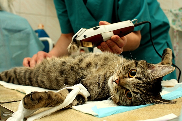 Sewing Thread: A Little-Known Menace to Cats - Catster