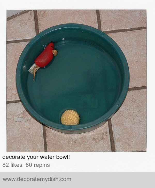 cat toys in water bowl