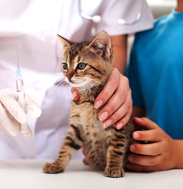 how much is a cat vaccination