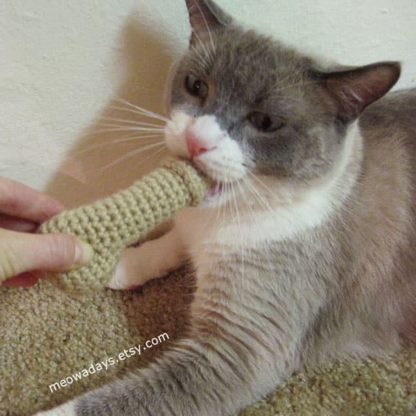 What Sounds Do Cats Hate? Sounds To Scare Cats Away Petmoo