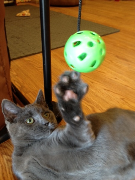 Meet D’Artagnan, a Paraplegic Kitty Living Life to the Fullest - Catster