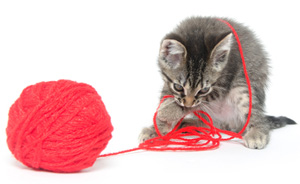 Ask a Vet: What Should I Do if My Cat Eats String? - Catster