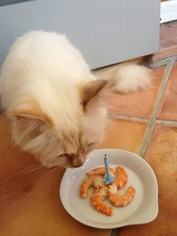 Karl Lagerfeld’s Precious Princess Choupette: A Life in Pictures - Catster