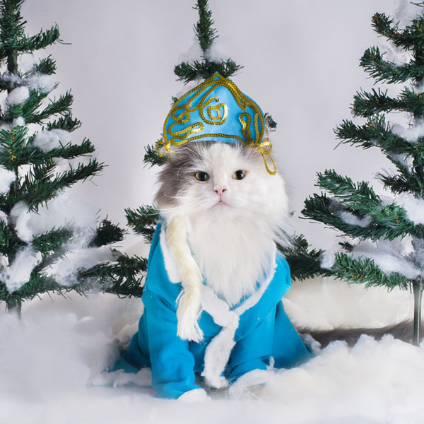 cats in christmas outfits