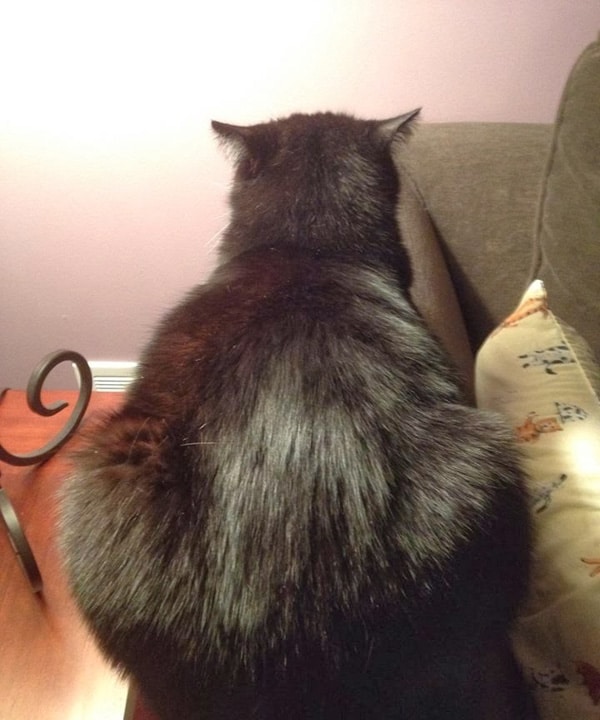Ask Einstein The Cat Why Don T Humans Get My Body Language