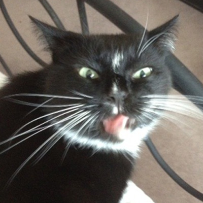 cosmo tongue cat_edited 21