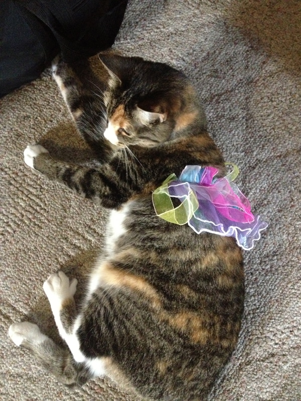 Petsmart Cat Wand Toys Wow Blog