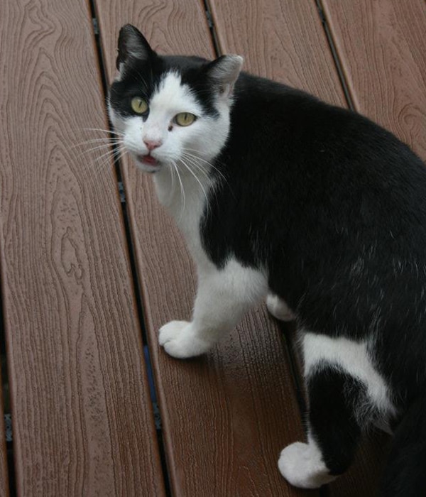 A Feral Cat Named Cow Keeps Falling in Love With My Dogs ...