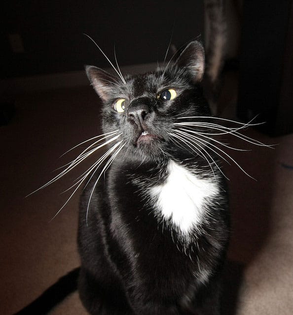 cat faqt nose cat faqt nose