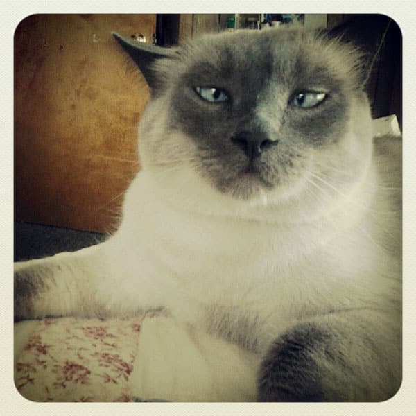 21 Ridiculously Adorable CrossEyed Cats Catster