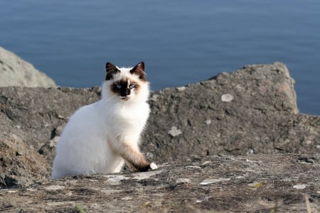 Thursday Thir Cats On The Beach Catster