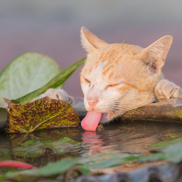 Diabetic Cat With Blood In Urine Cat Meme Stock Pictures And Photos