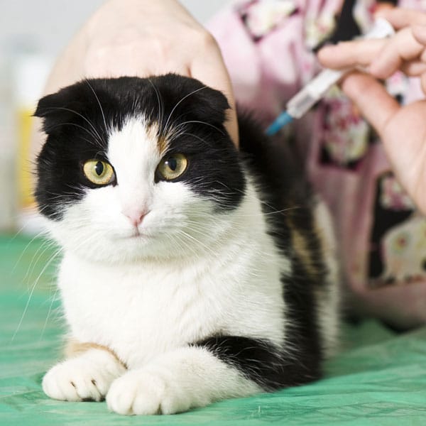 Cat with diabetes getting injected with needle 