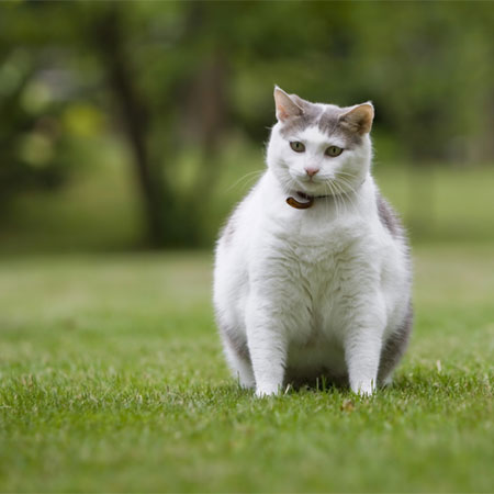 Can Cats Get Diabetes? - Catster