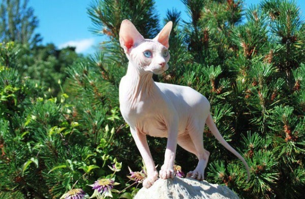 A Sphynx cat outside. 