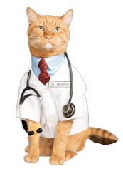 finicky 9lives spokescat finicky 9lives spokescat