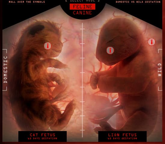 inside the womb national geographic