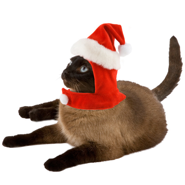 Petsmart Contest Giveaway Exclusively for Cat’s Meow Readers - Catster