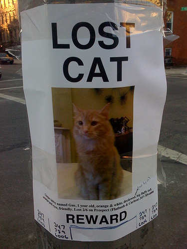 FREE Lost Pet Tools from Together Tag - Catster