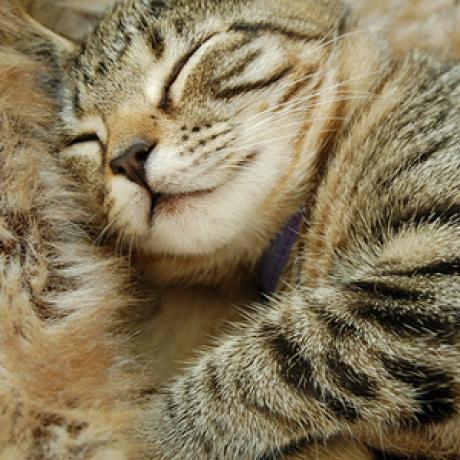 preparing your home for a kitten catster what does customer service do