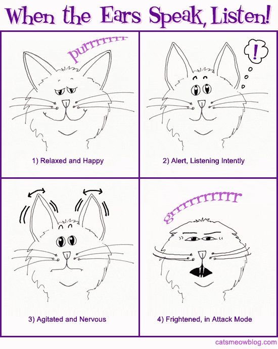 Cat Body Language Chart