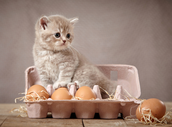 A fuzzy gray kitten sitting in a carton of eggs. 