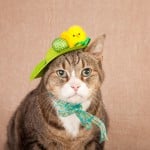A cat in an Easter hat.