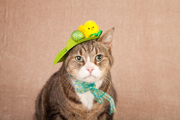 A cat in an Easter hat.